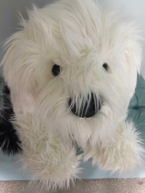 dulux dog teddy